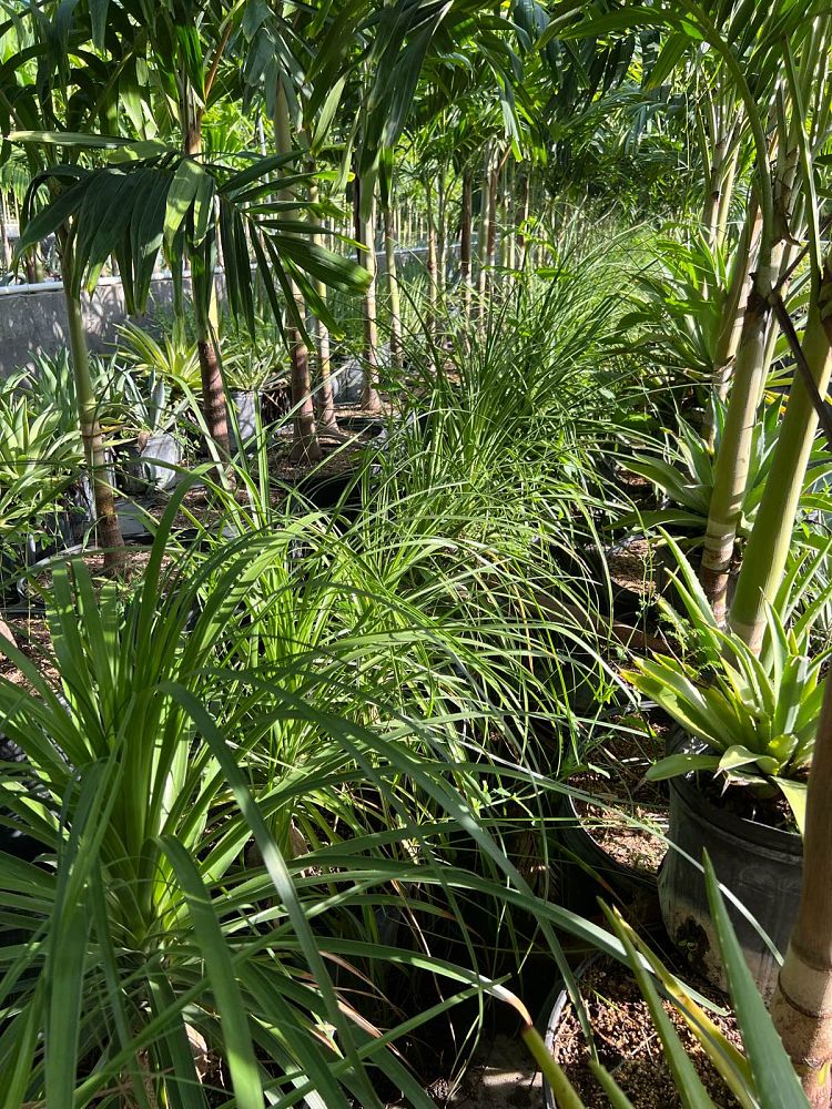 beaucarnea-recurvata-ponytail-palm-nolina-recurvata-elephant-s-foot-palm