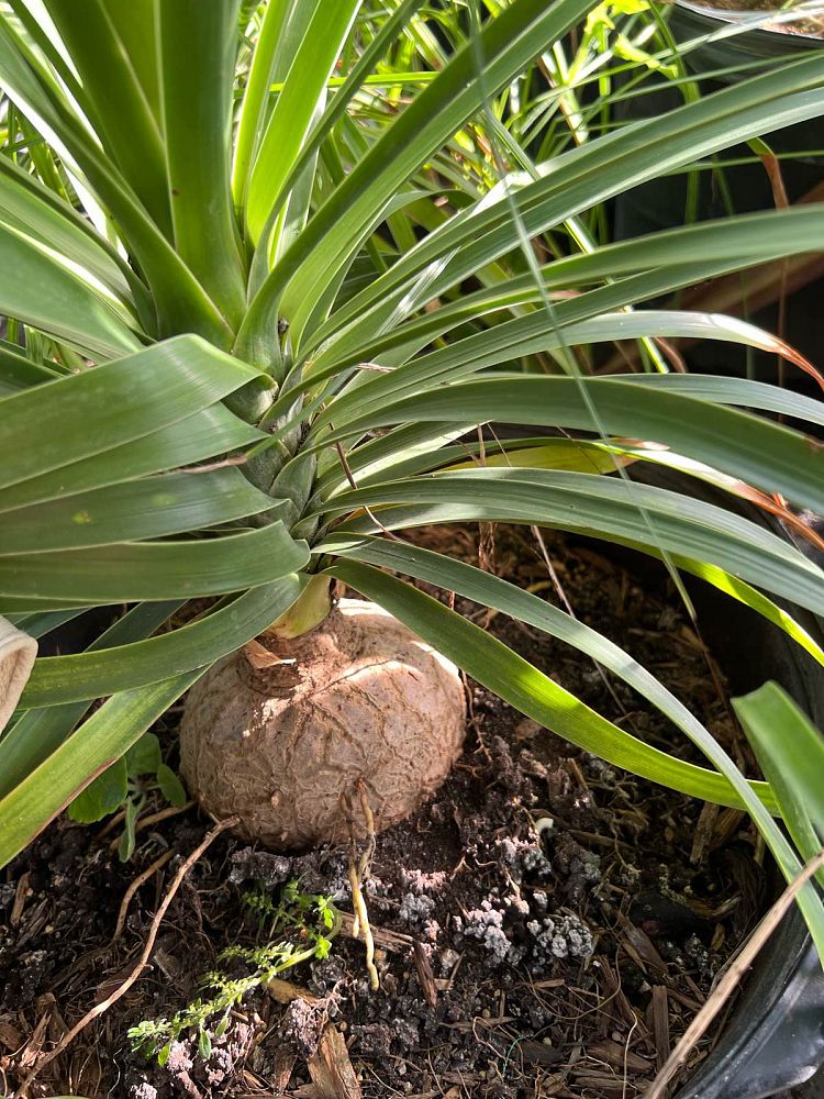 beaucarnea-recurvata-ponytail-palm-nolina-recurvata-elephant-s-foot-palm