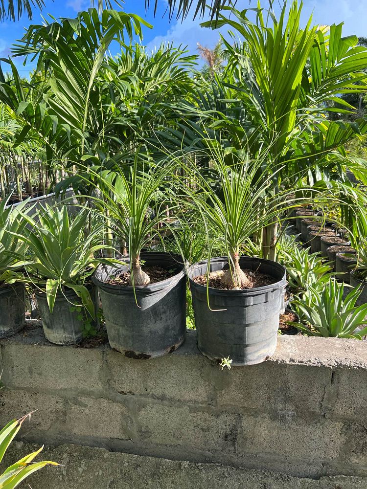 beaucarnea-recurvata-ponytail-palm-nolina-recurvata-elephant-s-foot-palm