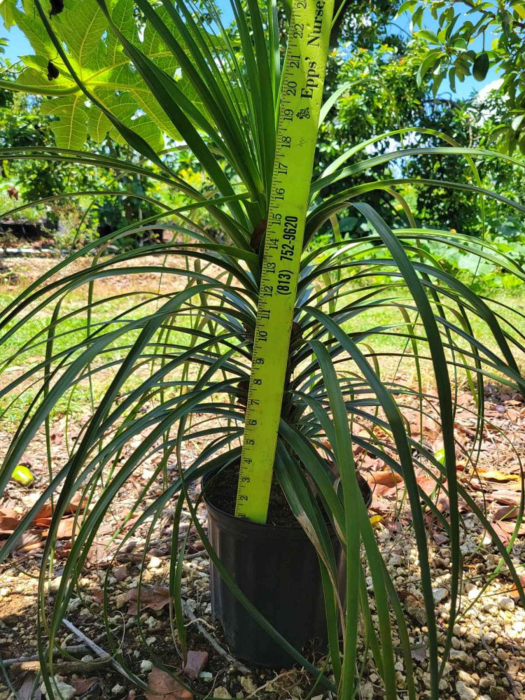 beaucarnea-recurvata-ponytail-palm-nolina-recurvata-elephant-s-foot-palm