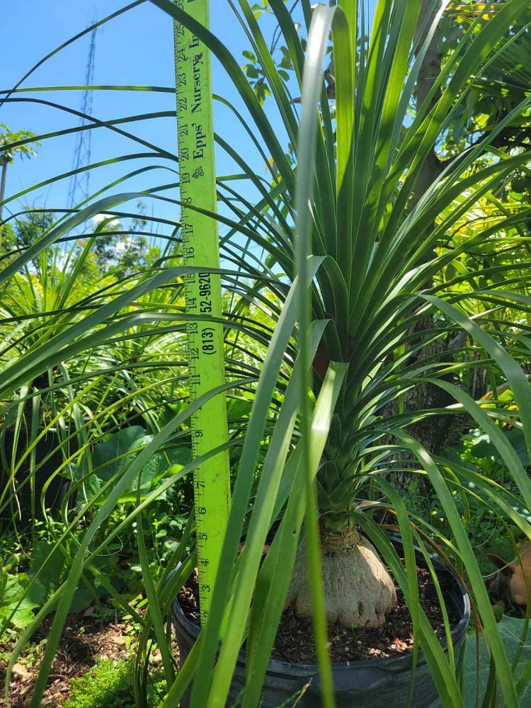 beaucarnea-recurvata-ponytail-palm-nolina-recurvata-elephant-s-foot-palm