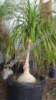 beaucarnea-recurvata-ponytail-palm-nolina-recurvata-elephant-s-foot-palm