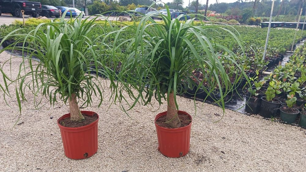 beaucarnea-recurvata-ponytail-palm-nolina-recurvata-elephant-s-foot-palm