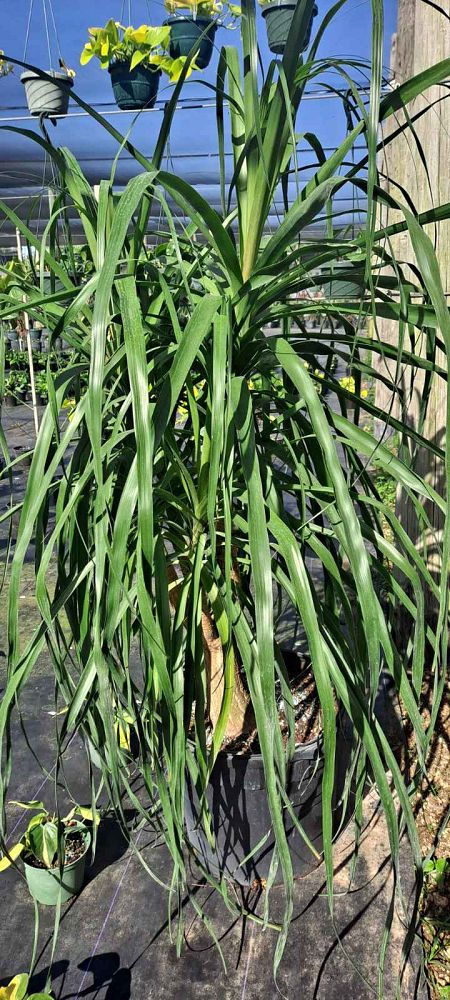 beaucarnea-recurvata-ponytail-palm-nolina-recurvata-elephant-s-foot-palm