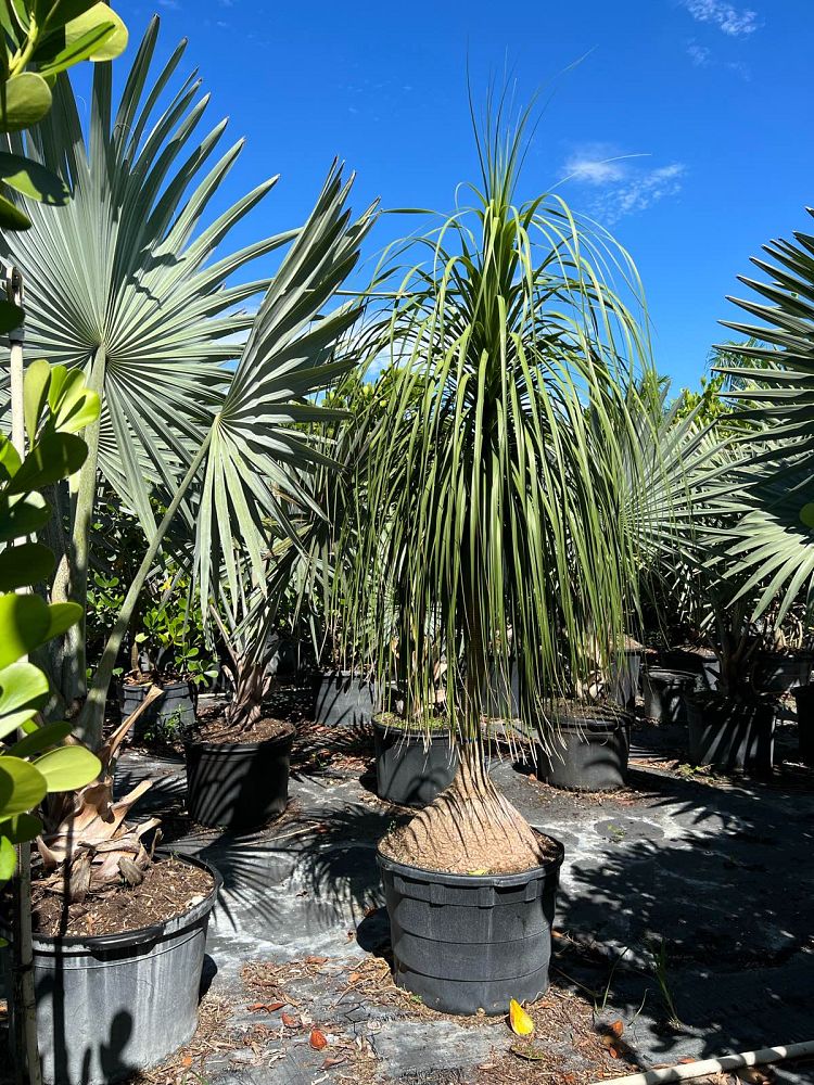 beaucarnea-recurvata-ponytail-palm-nolina-recurvata-elephant-s-foot-palm