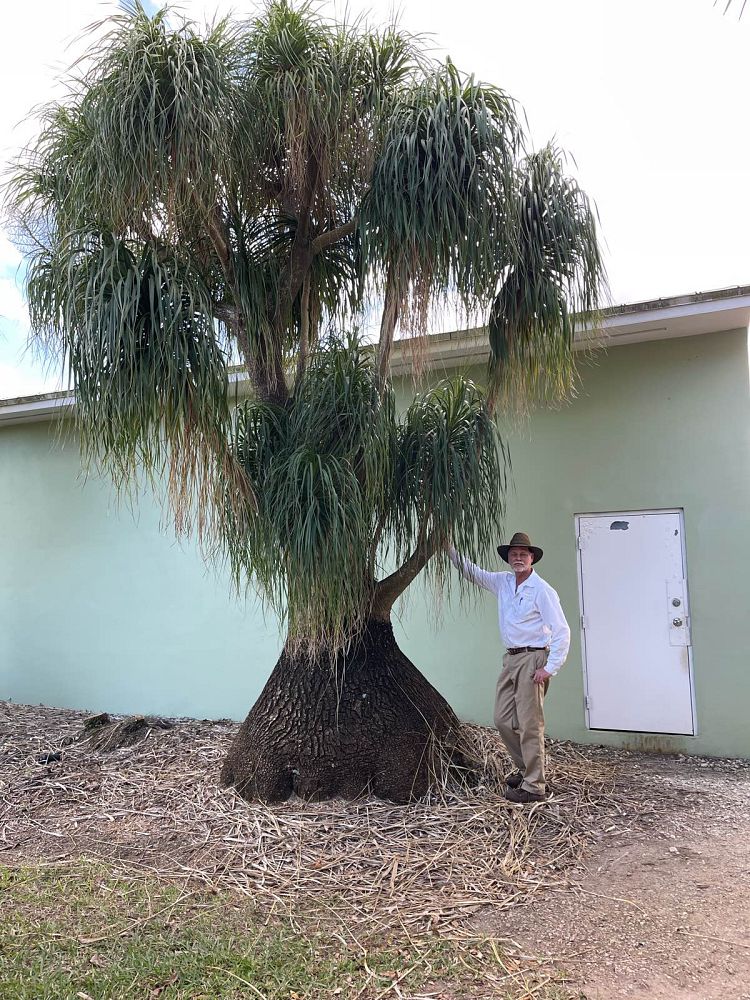 beaucarnea-recurvata-ponytail-palm-nolina-recurvata-elephant-s-foot-palm