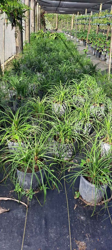 beaucarnea-recurvata-ponytail-palm-nolina-recurvata-elephant-s-foot-palm