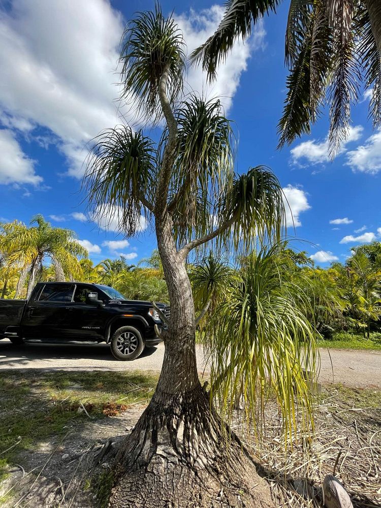 beaucarnea-recurvata-ponytail-palm-nolina-recurvata-elephant-s-foot-palm
