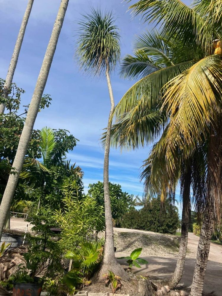beaucarnea-recurvata-ponytail-palm-nolina-recurvata-elephant-s-foot-palm