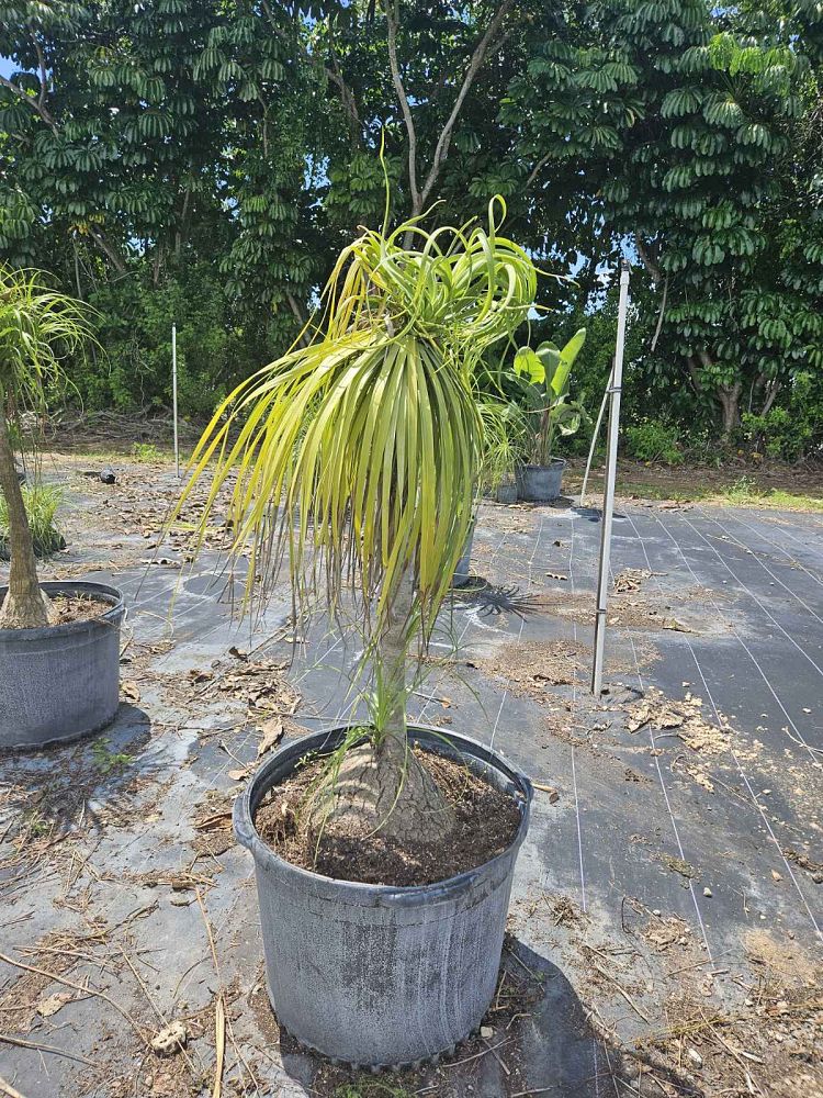 beaucarnea-recurvata-ponytail-palm-nolina-recurvata-elephant-s-foot-palm