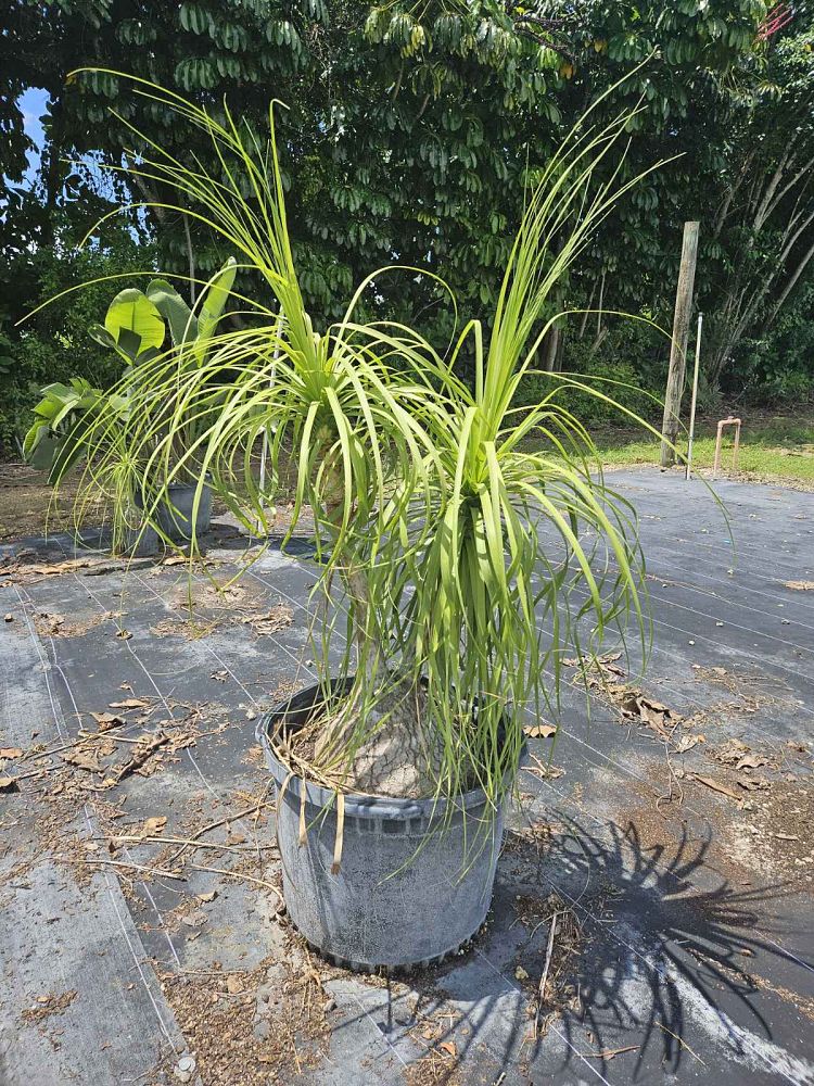 beaucarnea-recurvata-ponytail-palm-nolina-recurvata-elephant-s-foot-palm