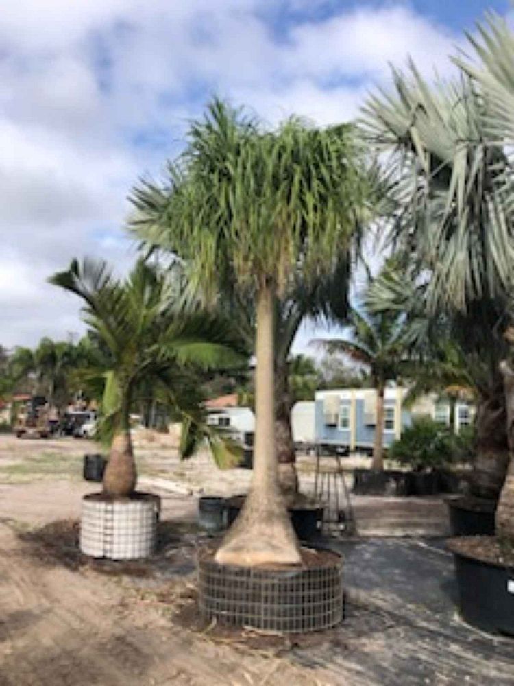 beaucarnea-recurvata-ponytail-palm-nolina-recurvata-elephant-s-foot-palm