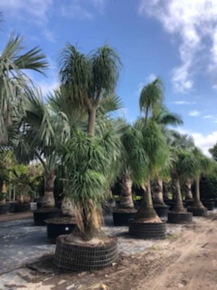 beaucarnea-recurvata-ponytail-palm-nolina-recurvata-elephant-s-foot-palm