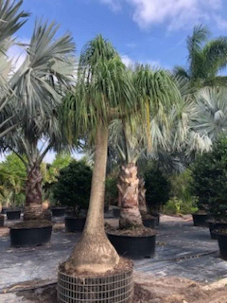 beaucarnea-recurvata-ponytail-palm-nolina-recurvata-elephant-s-foot-palm
