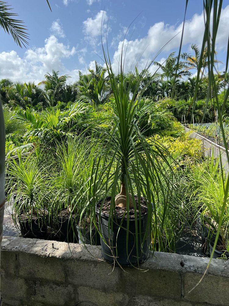 beaucarnea-recurvata-ponytail-palm-nolina-recurvata-elephant-s-foot-palm