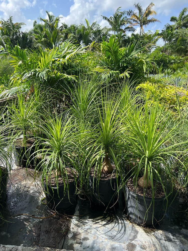 beaucarnea-recurvata-ponytail-palm-nolina-recurvata-elephant-s-foot-palm