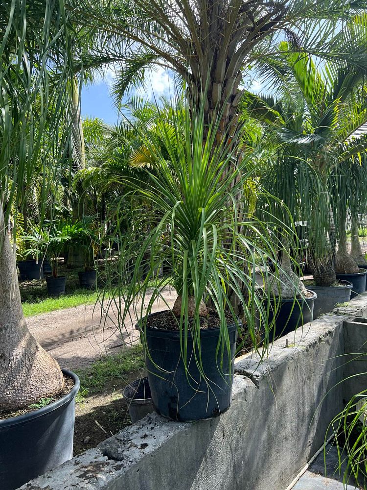 beaucarnea-recurvata-ponytail-palm-nolina-recurvata-elephant-s-foot-palm