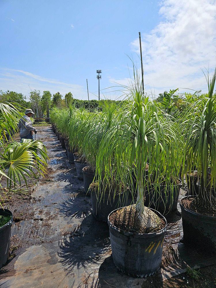 beaucarnea-recurvata-ponytail-palm-nolina-recurvata-elephant-s-foot-palm