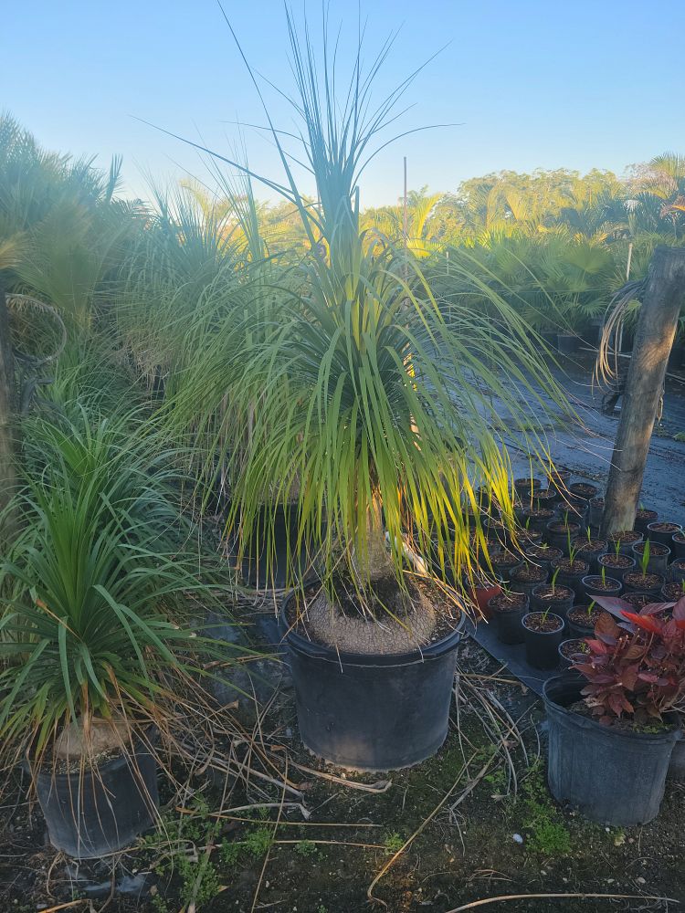 beaucarnea-recurvata-ponytail-palm-nolina-recurvata-elephant-s-foot-palm