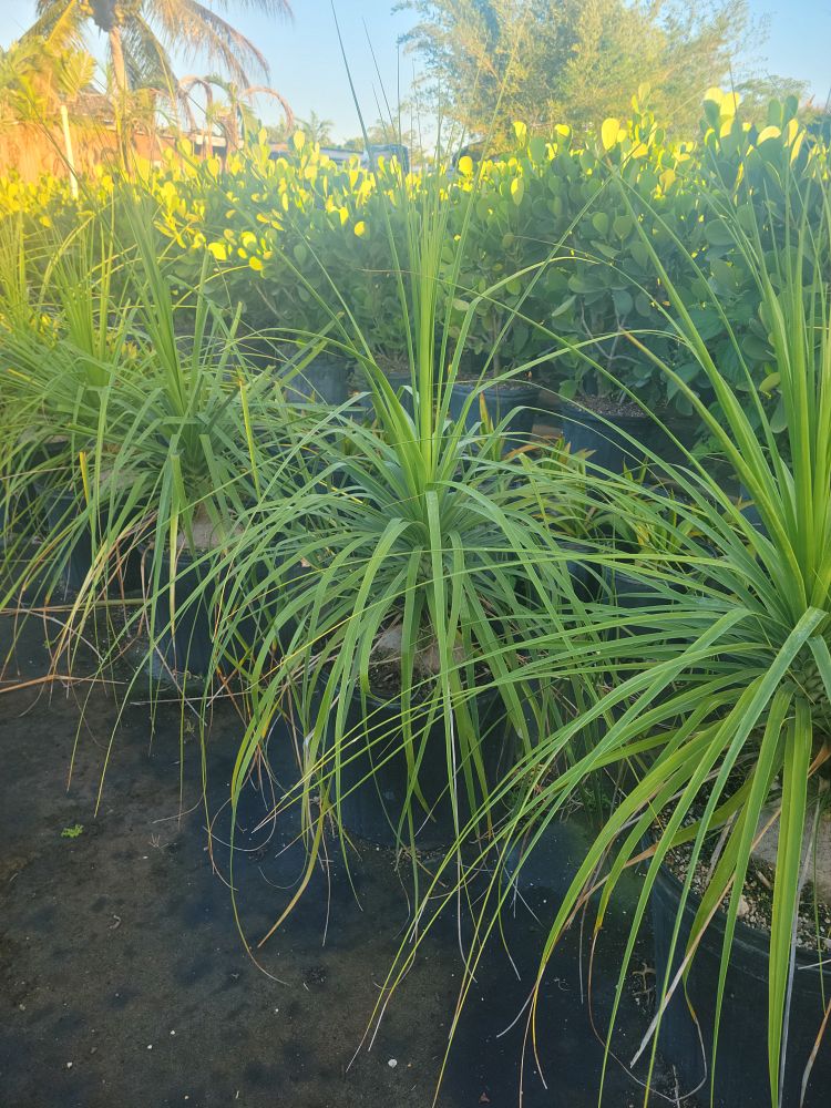 beaucarnea-recurvata-ponytail-palm-nolina-recurvata-elephant-s-foot-palm