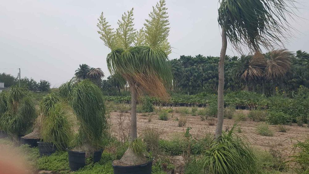 beaucarnea-recurvata-ponytail-palm-nolina-recurvata-elephant-s-foot-palm