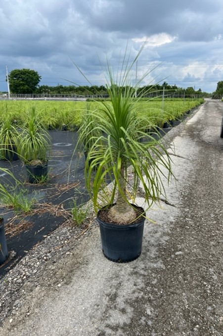 beaucarnea-recurvata-ponytail-palm-nolina-recurvata-elephant-s-foot-palm