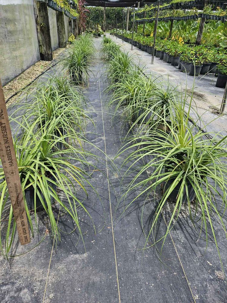 beaucarnea-recurvata-ponytail-palm-nolina-recurvata-elephant-s-foot-palm