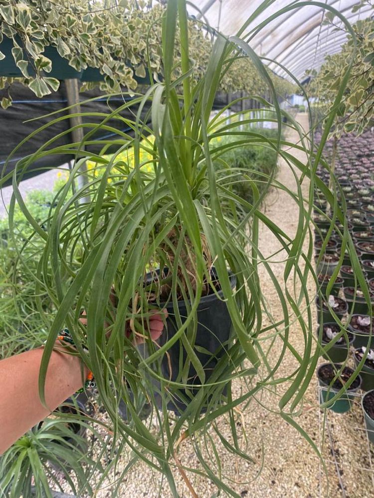 beaucarnea-recurvata-ponytail-palm-nolina-recurvata-elephant-s-foot-palm