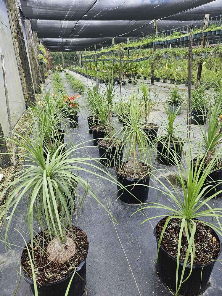 beaucarnea-recurvata-ponytail-palm-nolina-recurvata-elephant-s-foot-palm