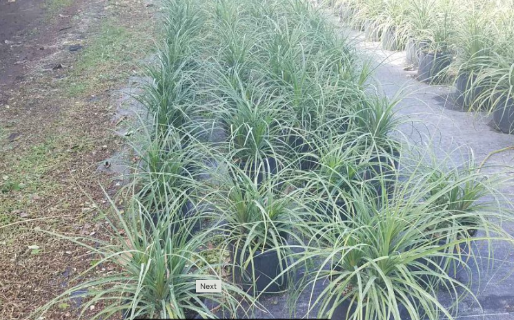 beaucarnea-recurvata-ponytail-palm-nolina-recurvata-elephant-s-foot-palm