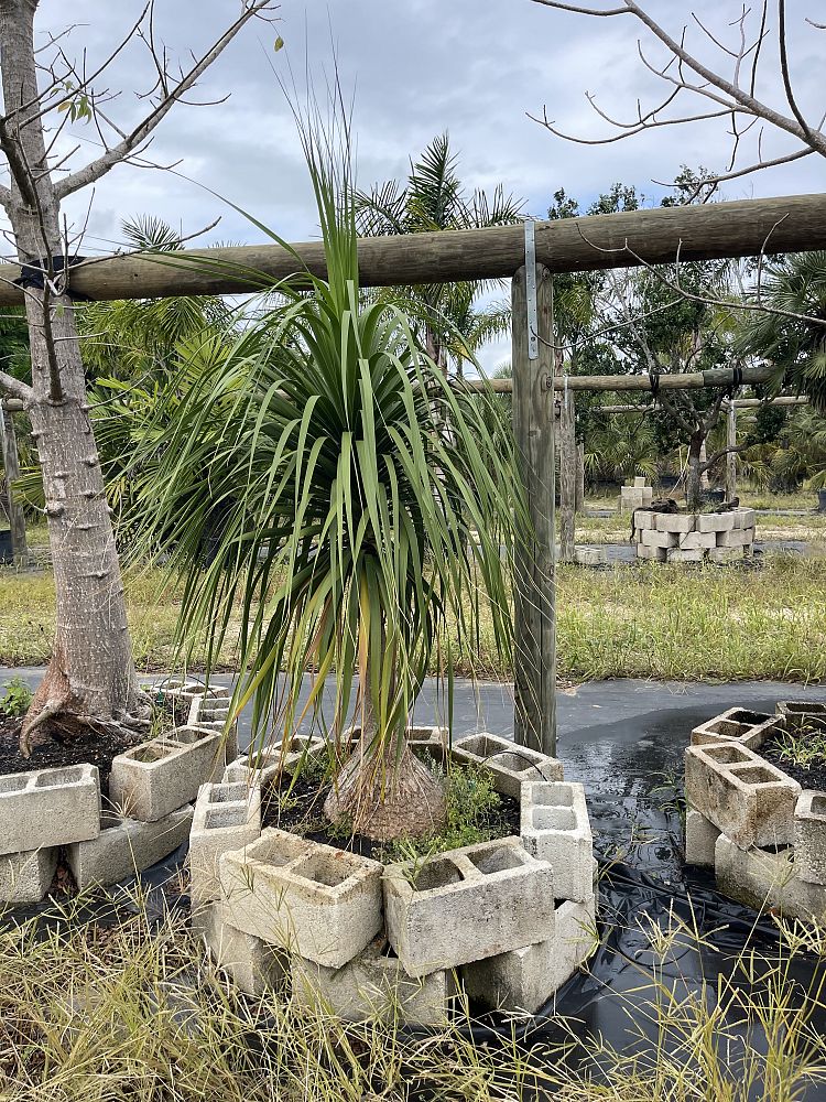 beaucarnea-recurvata-ponytail-palm-nolina-recurvata-elephant-s-foot-palm