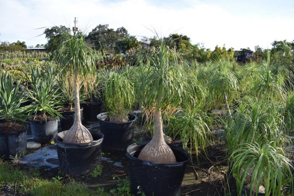 beaucarnea-recurvata-ponytail-palm-nolina-recurvata-elephant-s-foot-palm