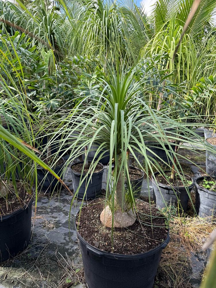 beaucarnea-recurvata-ponytail-palm-nolina-recurvata-elephant-s-foot-palm