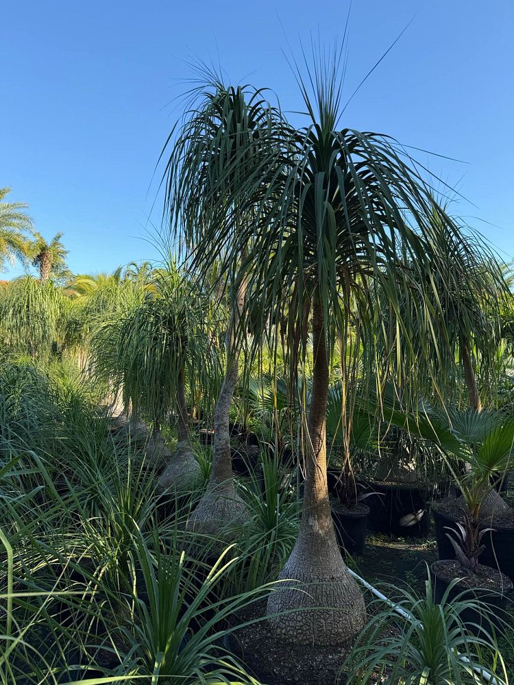 beaucarnea-recurvata-ponytail-palm-nolina-recurvata-elephant-s-foot-palm