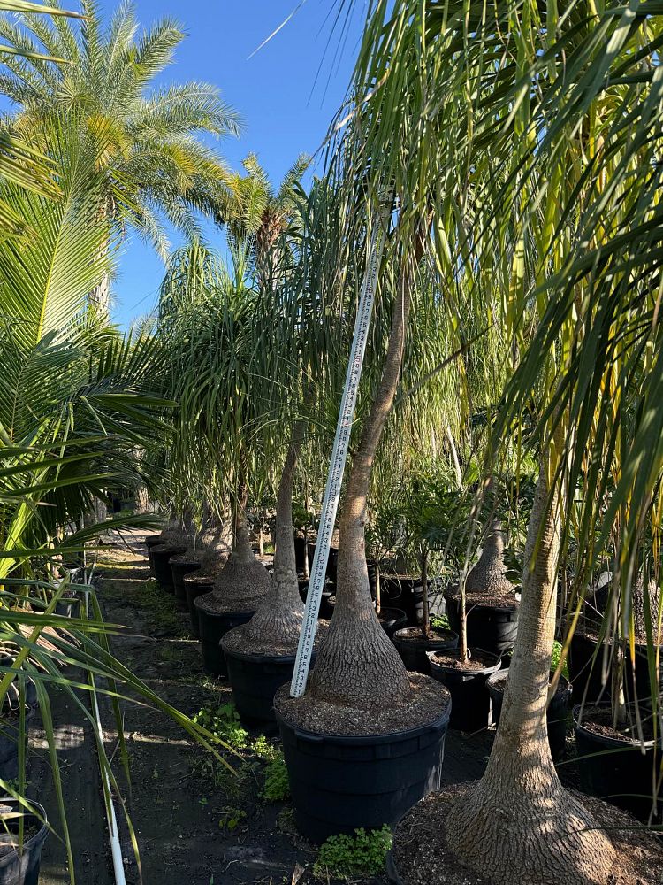 beaucarnea-recurvata-ponytail-palm-nolina-recurvata-elephant-s-foot-palm