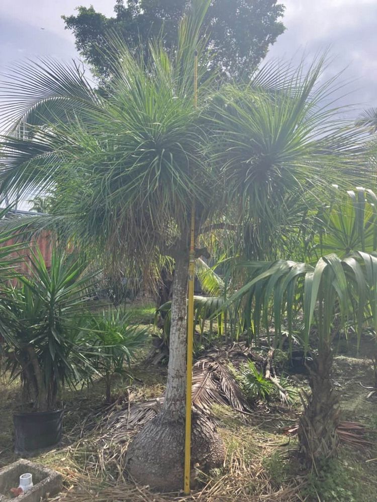 beaucarnea-recurvata-ponytail-palm-nolina-recurvata-elephant-s-foot-palm
