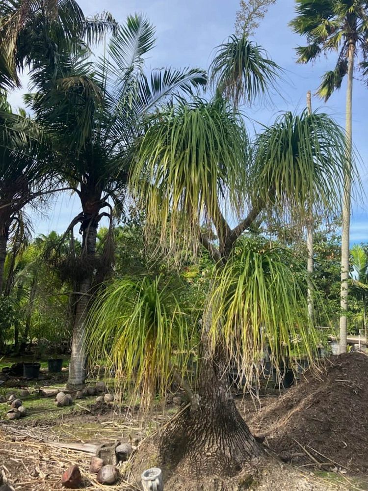 beaucarnea-recurvata-ponytail-palm-nolina-recurvata-elephant-s-foot-palm