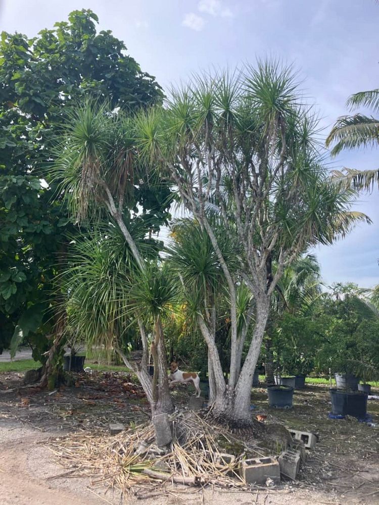 beaucarnea-recurvata-ponytail-palm-nolina-recurvata-elephant-s-foot-palm