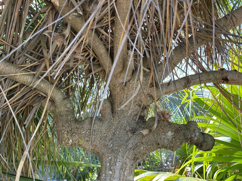 beaucarnea-recurvata-ponytail-palm-nolina-recurvata-elephant-s-foot-palm