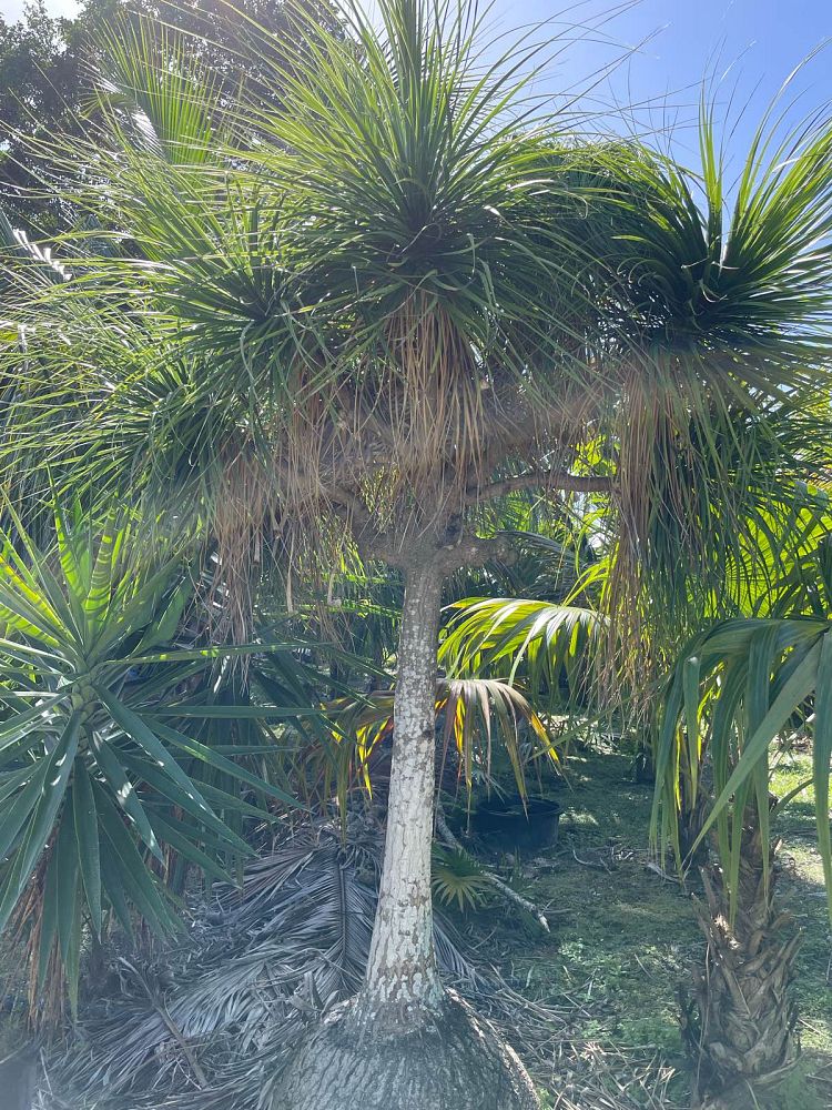 beaucarnea-recurvata-ponytail-palm-nolina-recurvata-elephant-s-foot-palm