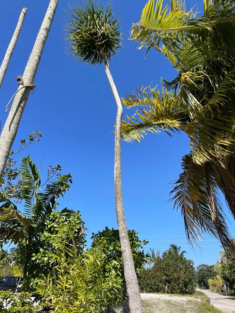 beaucarnea-recurvata-ponytail-palm-nolina-recurvata-elephant-s-foot-palm