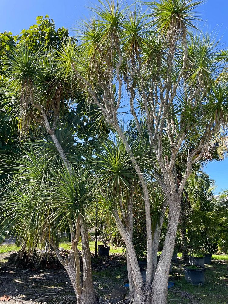 beaucarnea-recurvata-ponytail-palm-nolina-recurvata-elephant-s-foot-palm