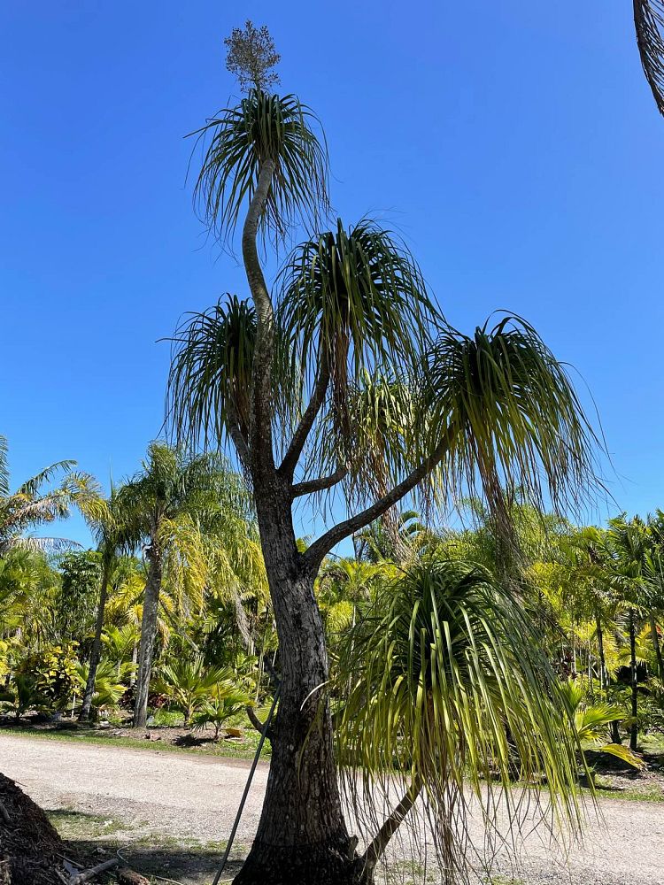 beaucarnea-recurvata-ponytail-palm-nolina-recurvata-elephant-s-foot-palm
