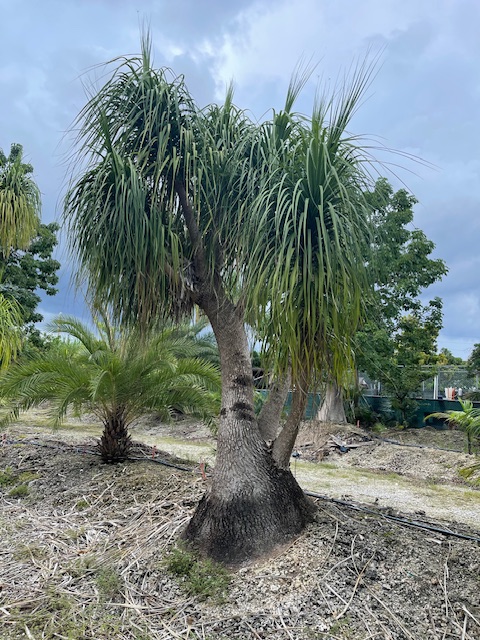 beaucarnea-recurvata-ponytail-palm-nolina-recurvata-elephant-s-foot-palm