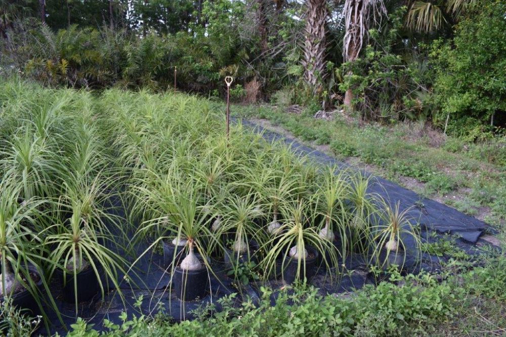 beaucarnea-recurvata-ponytail-palm-nolina-recurvata-elephant-s-foot-palm