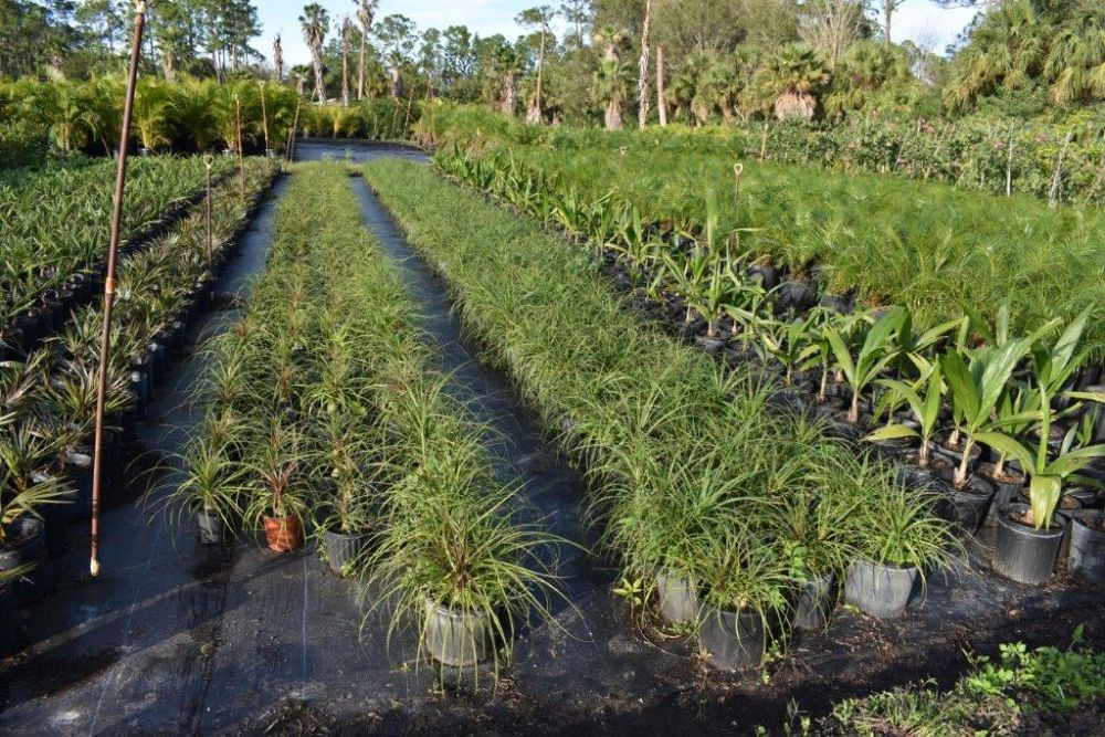 beaucarnea-recurvata-ponytail-palm-nolina-recurvata-elephant-s-foot-palm