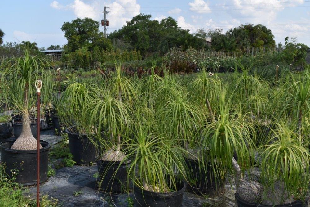 beaucarnea-recurvata-ponytail-palm-nolina-recurvata-elephant-s-foot-palm