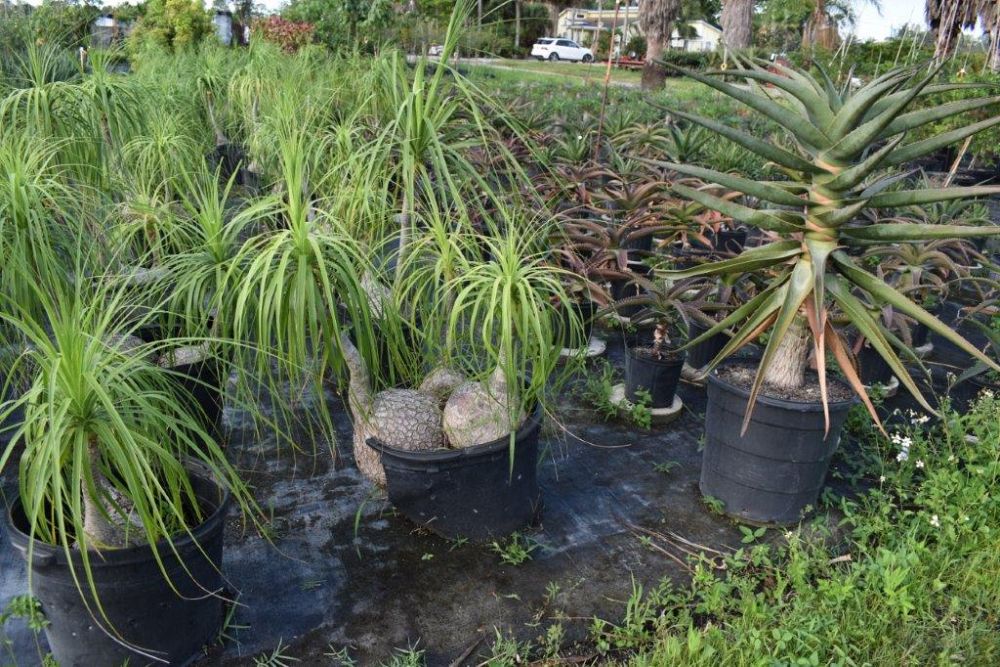 beaucarnea-recurvata-ponytail-palm-nolina-recurvata-elephant-s-foot-palm