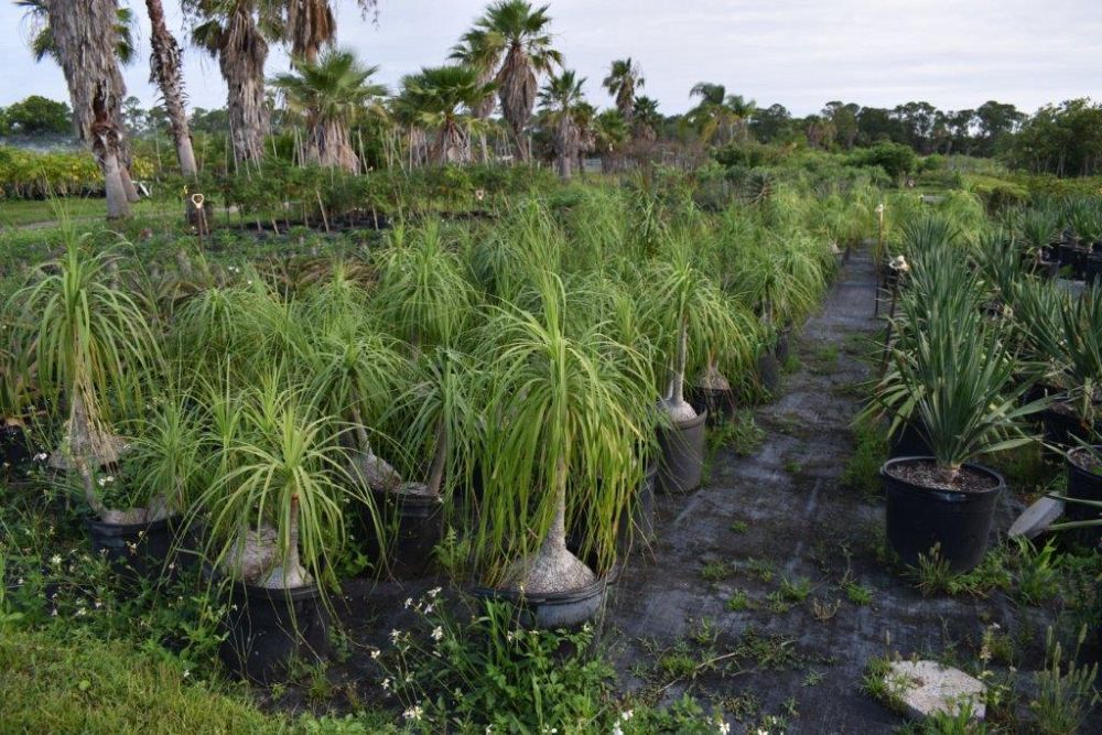 beaucarnea-recurvata-ponytail-palm-nolina-recurvata-elephant-s-foot-palm