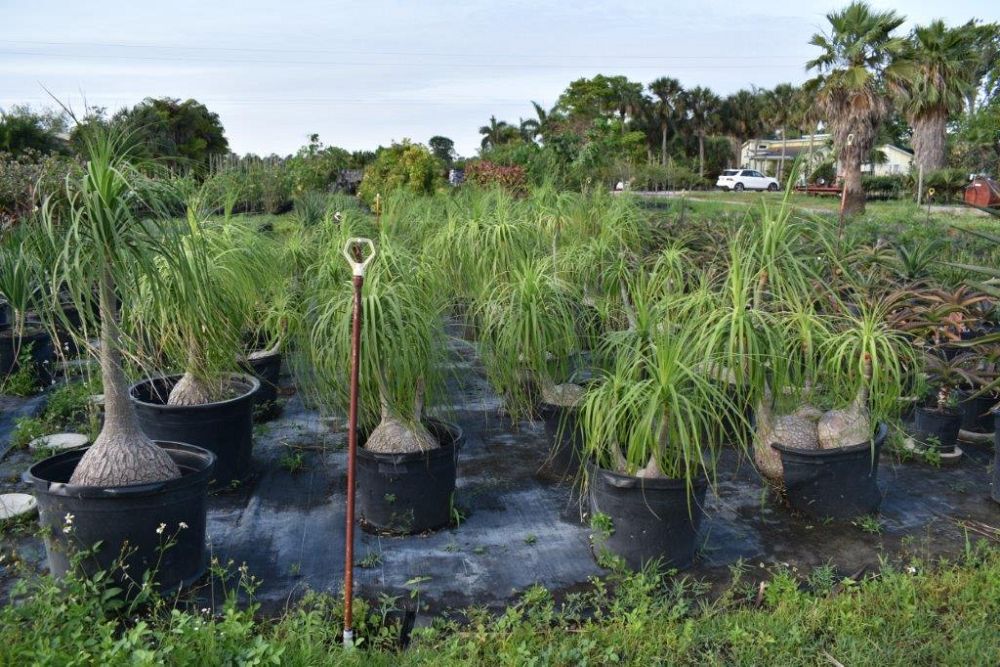 beaucarnea-recurvata-ponytail-palm-nolina-recurvata-elephant-s-foot-palm